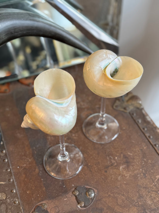 Natural Seashell Coupes