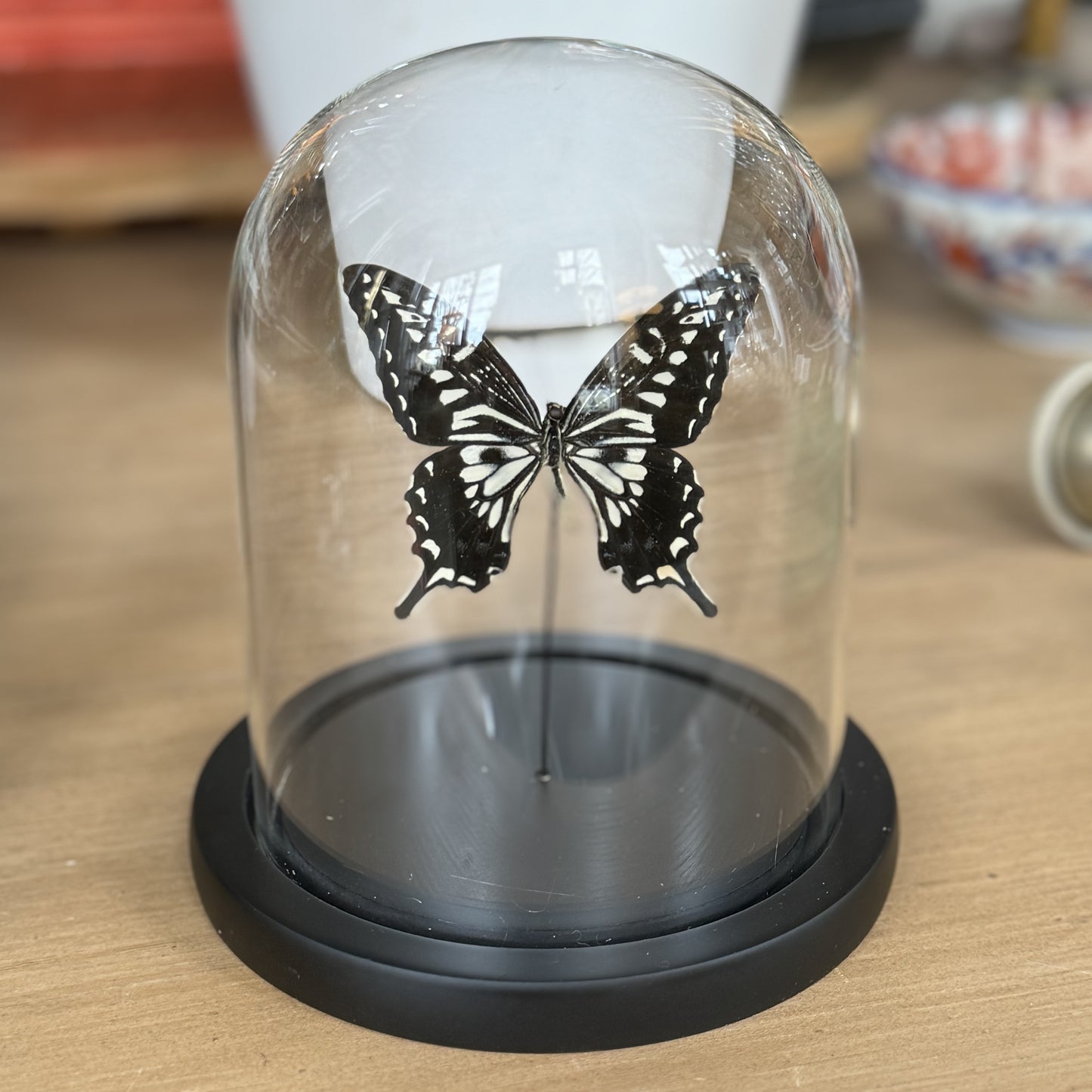 Entomology Bell Jar: Butterfly