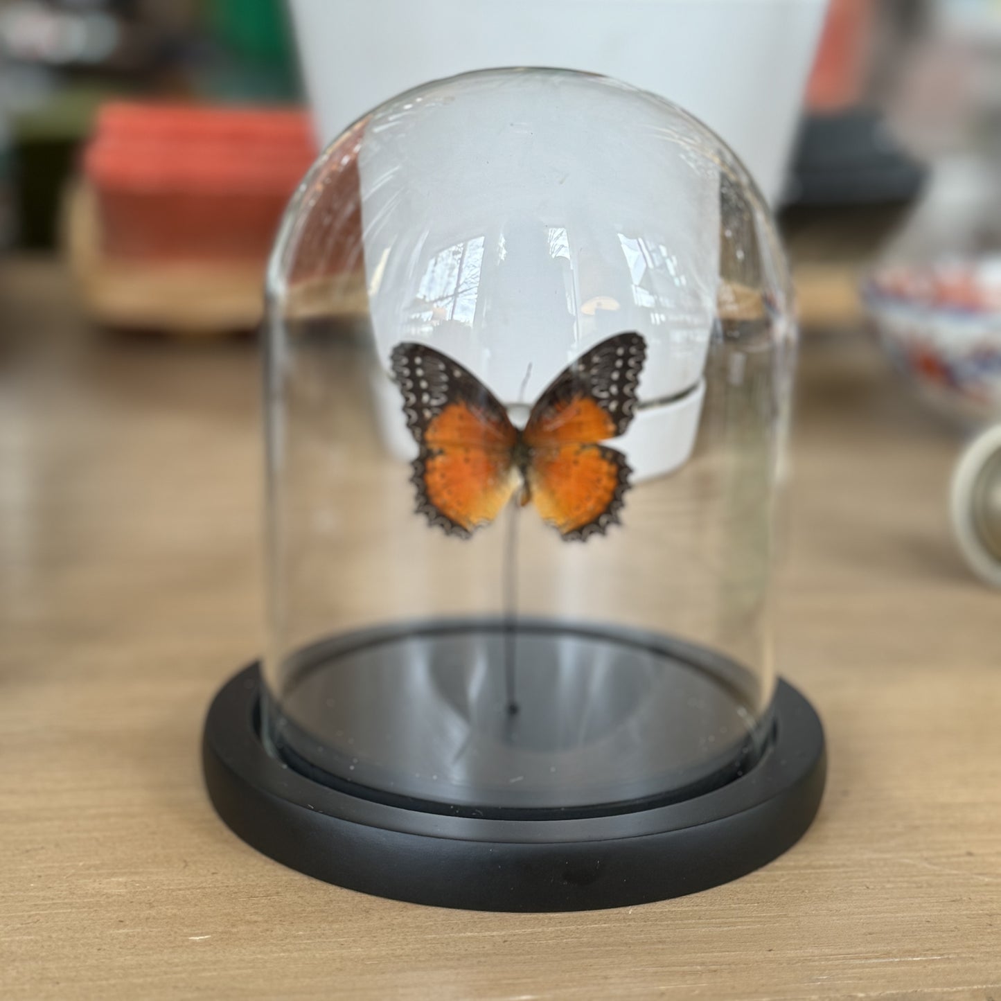 Entomology Bell Jar: Butterfly