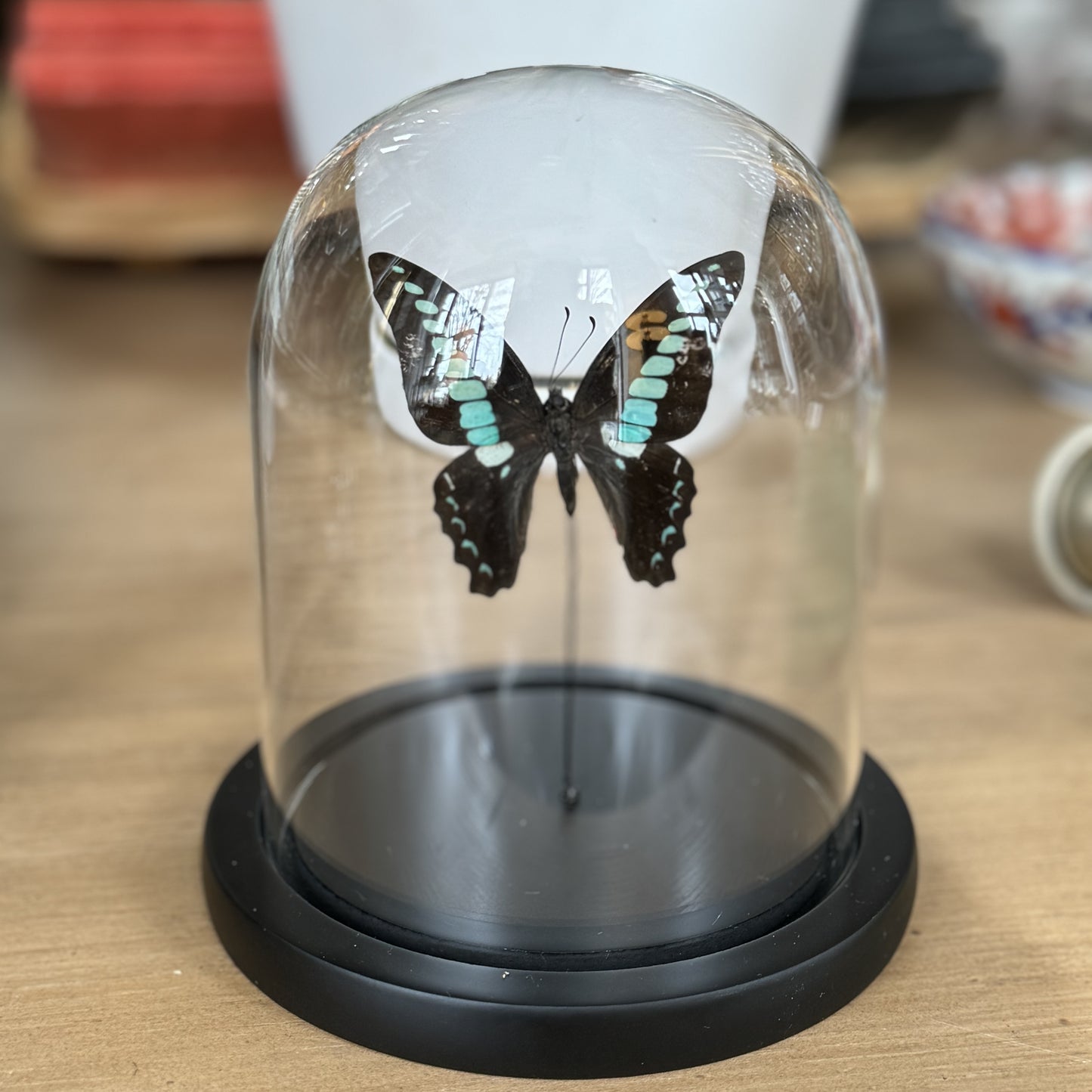 Entomology Bell Jar: Butterfly