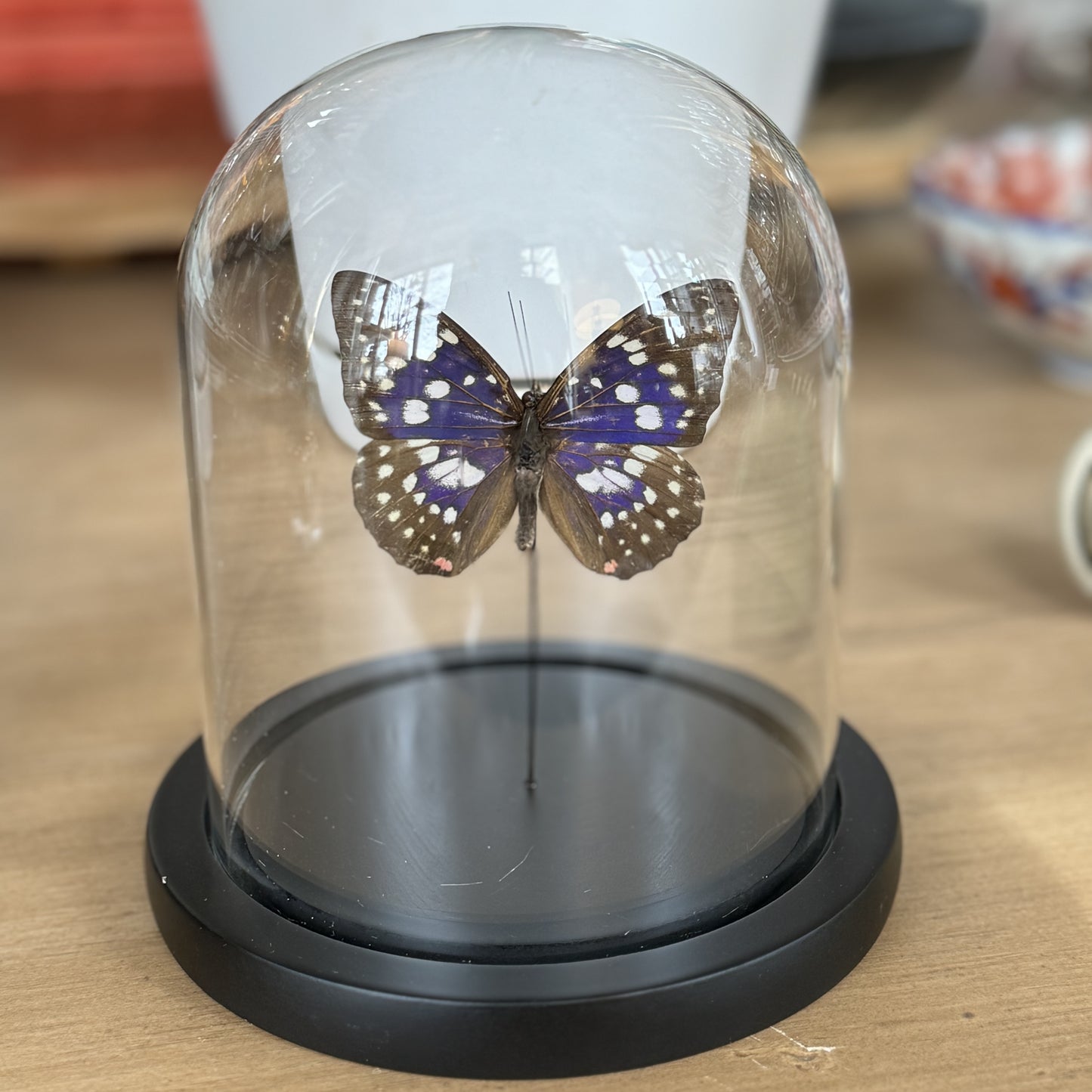 Entomology Bell Jar: Butterfly